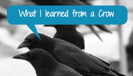 What I learned from a Crow